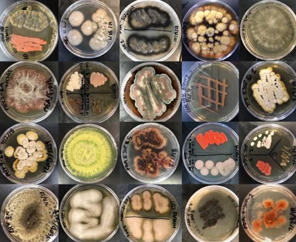 Unusual Fungi Found in Marine Environments Microbiology