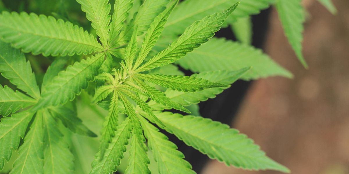 Is Cannabis Effective for Treating Mental Health Disorders?