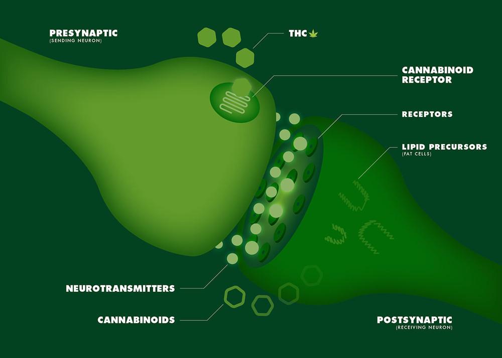 Endocannabinoids Performance through Retrograde Signaling | Cannabis