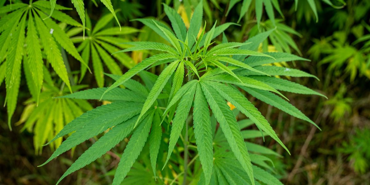 Only 1 in 5 Older Cannabis Users Tell Doctors