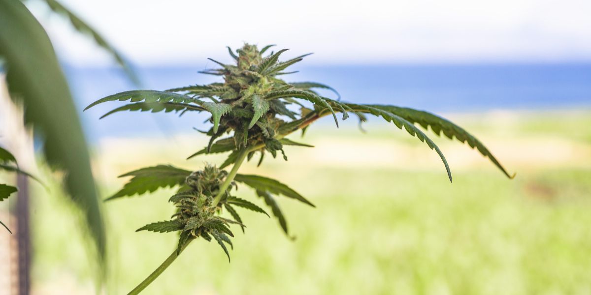 CBD and CBG Show Promise for Fatty Liver Disease