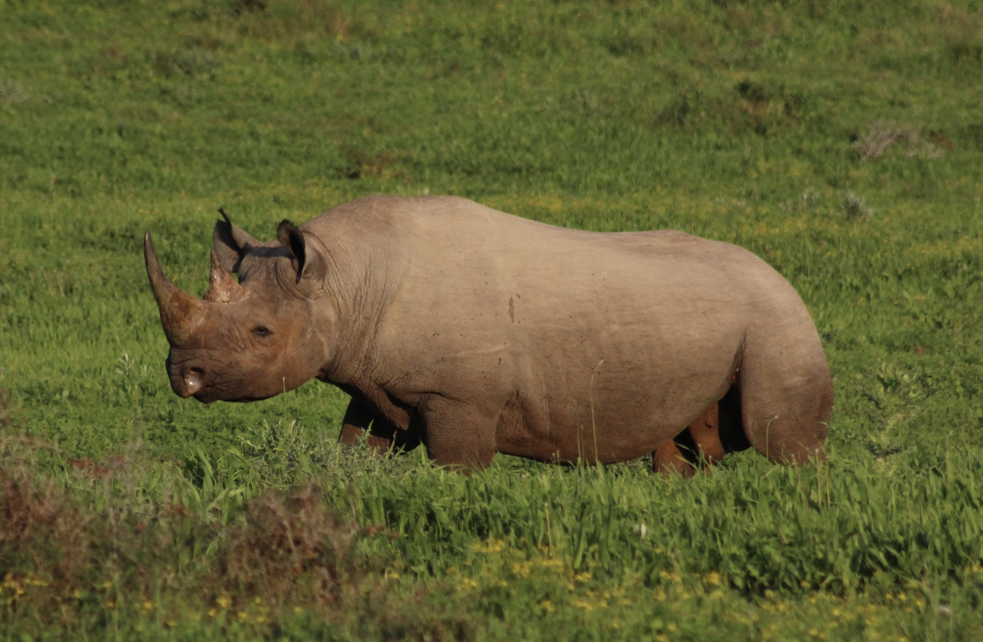 How the Global Wildlife Trade Harms Humans