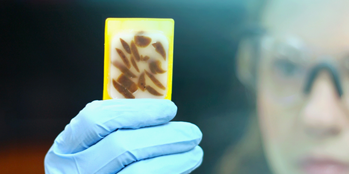 STR Genotyping for Human Sample Identification Clinical And Molecular Dx