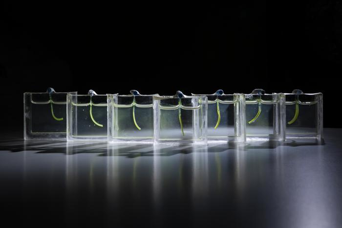 Photosynthetic Algae Power a Soft Robotic Arm Made of Hydrogel ...