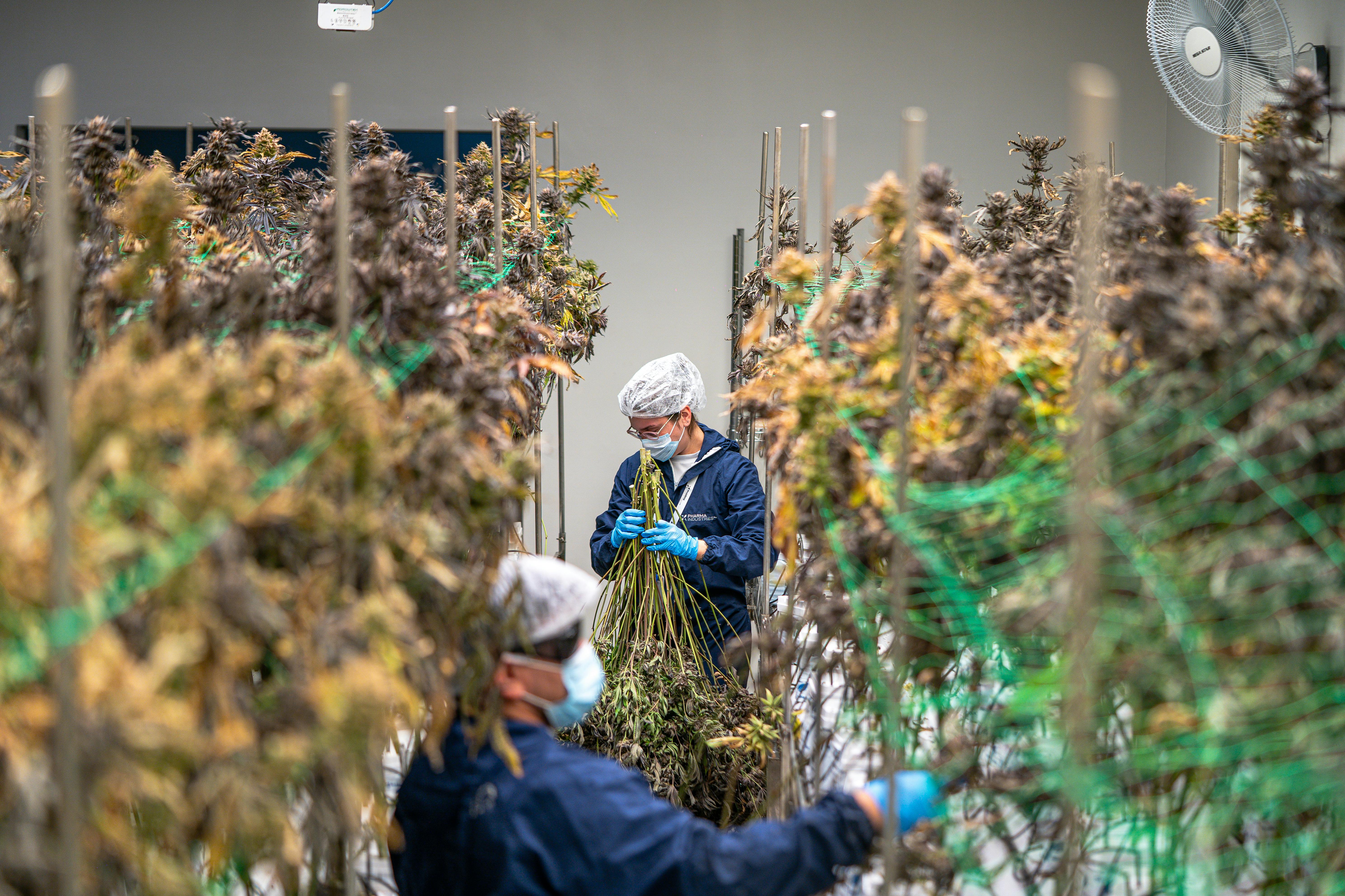 How Magnesium Levels Affect Cannabis Cultivation