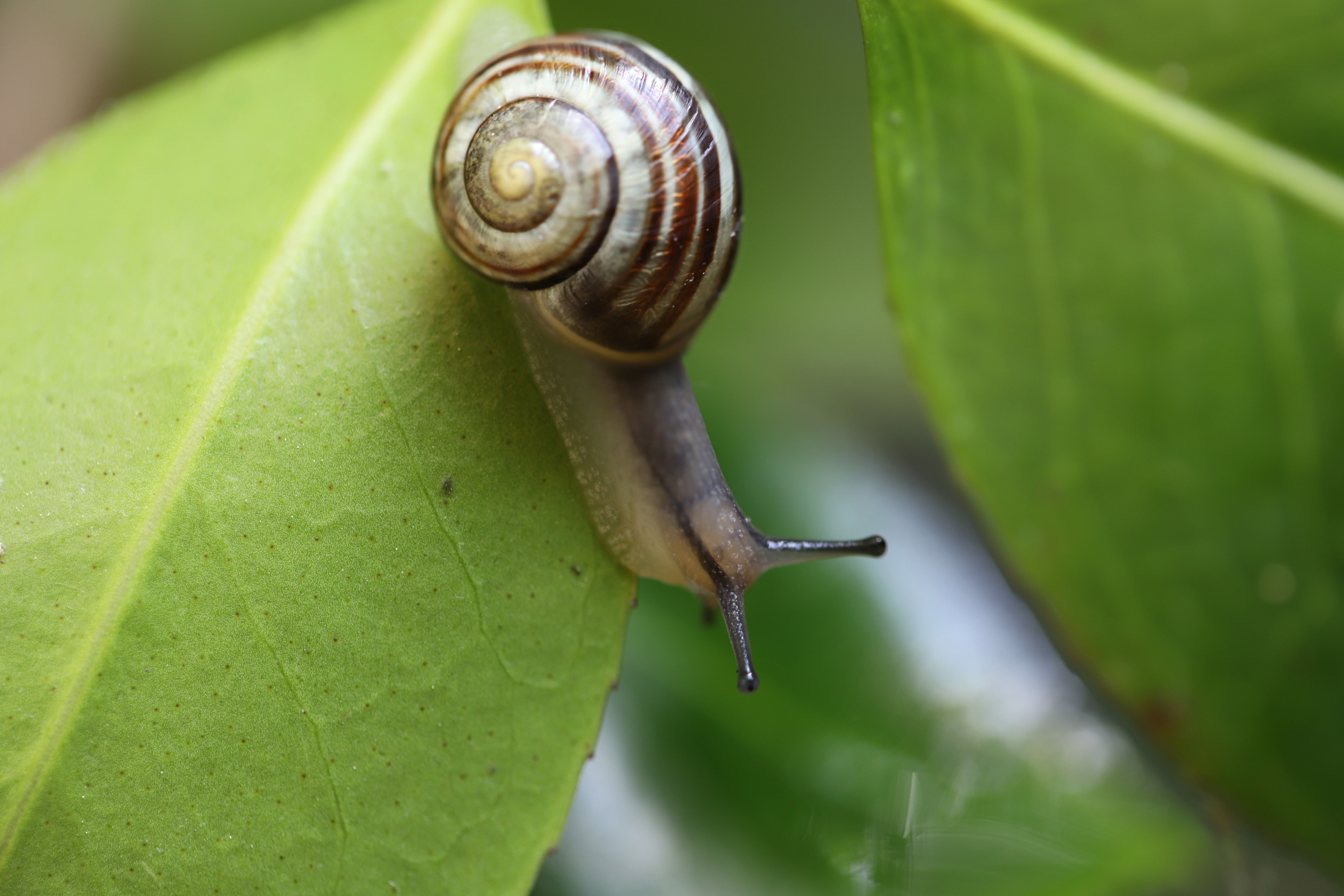 Soft Robots Mimic Snails for Precise Cancer Drug Delivery | Technology