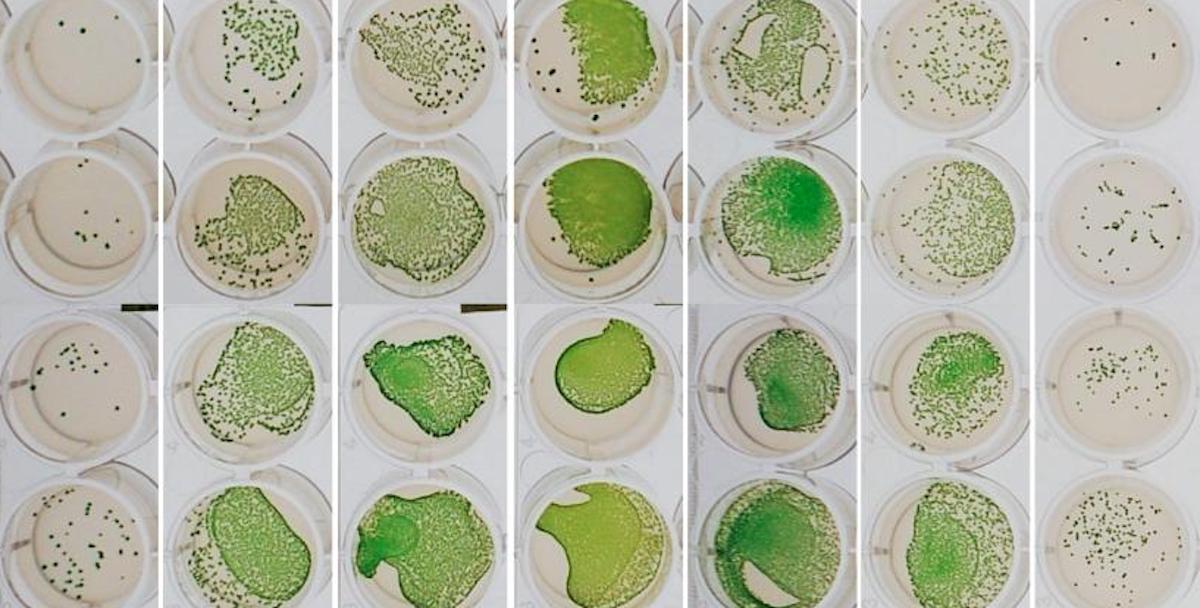 Bacteria Activity Even Bacteria Align With the Daily Cycle of Day and Night | Microbiology