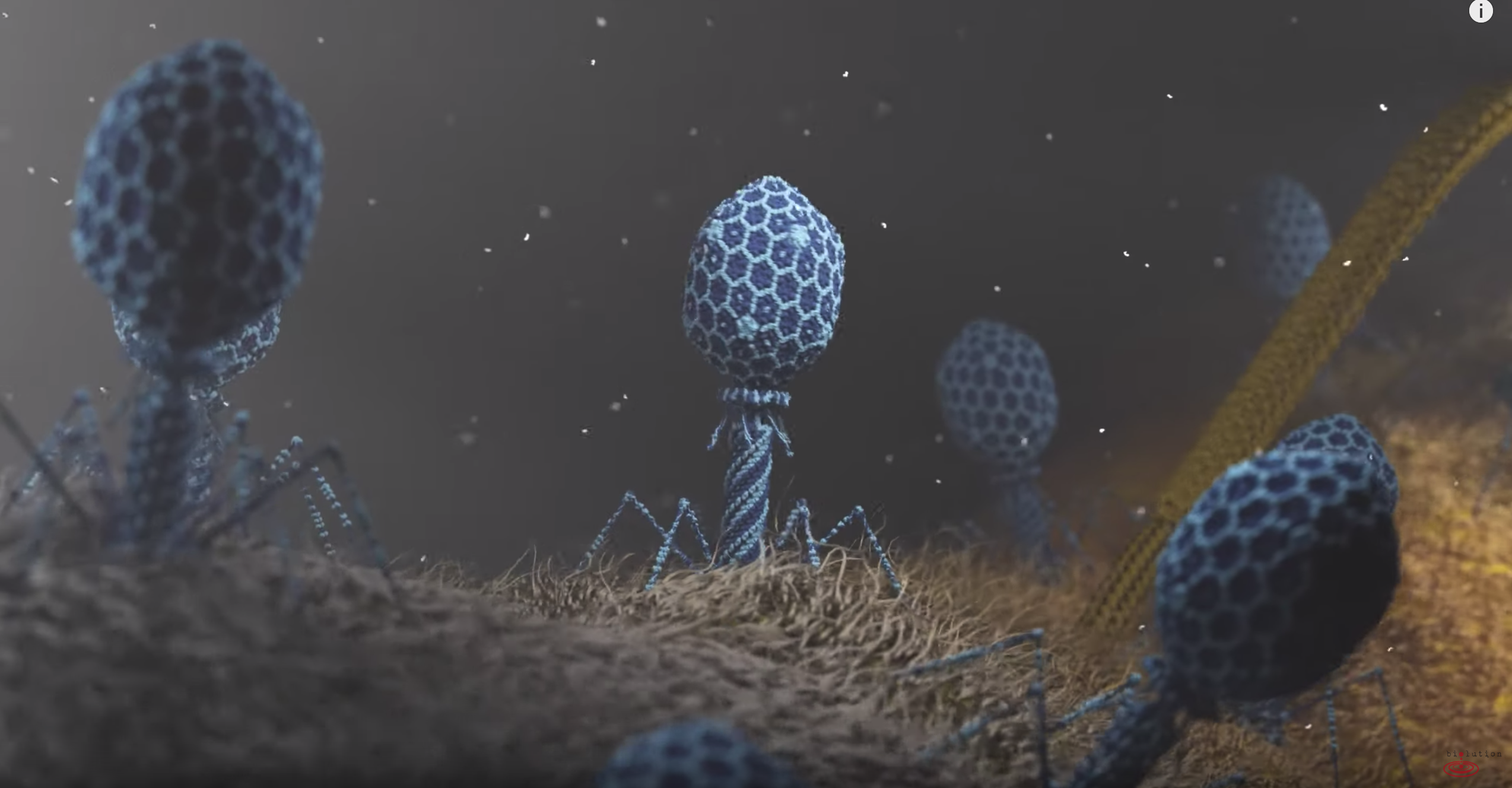 нитевидные бактериофаги. бактериофаг e coli. бактериофаг e coli. т4 бактериофаг микроскоп. бактериофаг анимация.