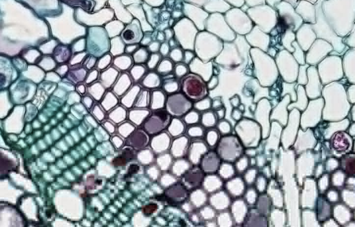 A Roundup of Recent Gut Microbiome-Related Research