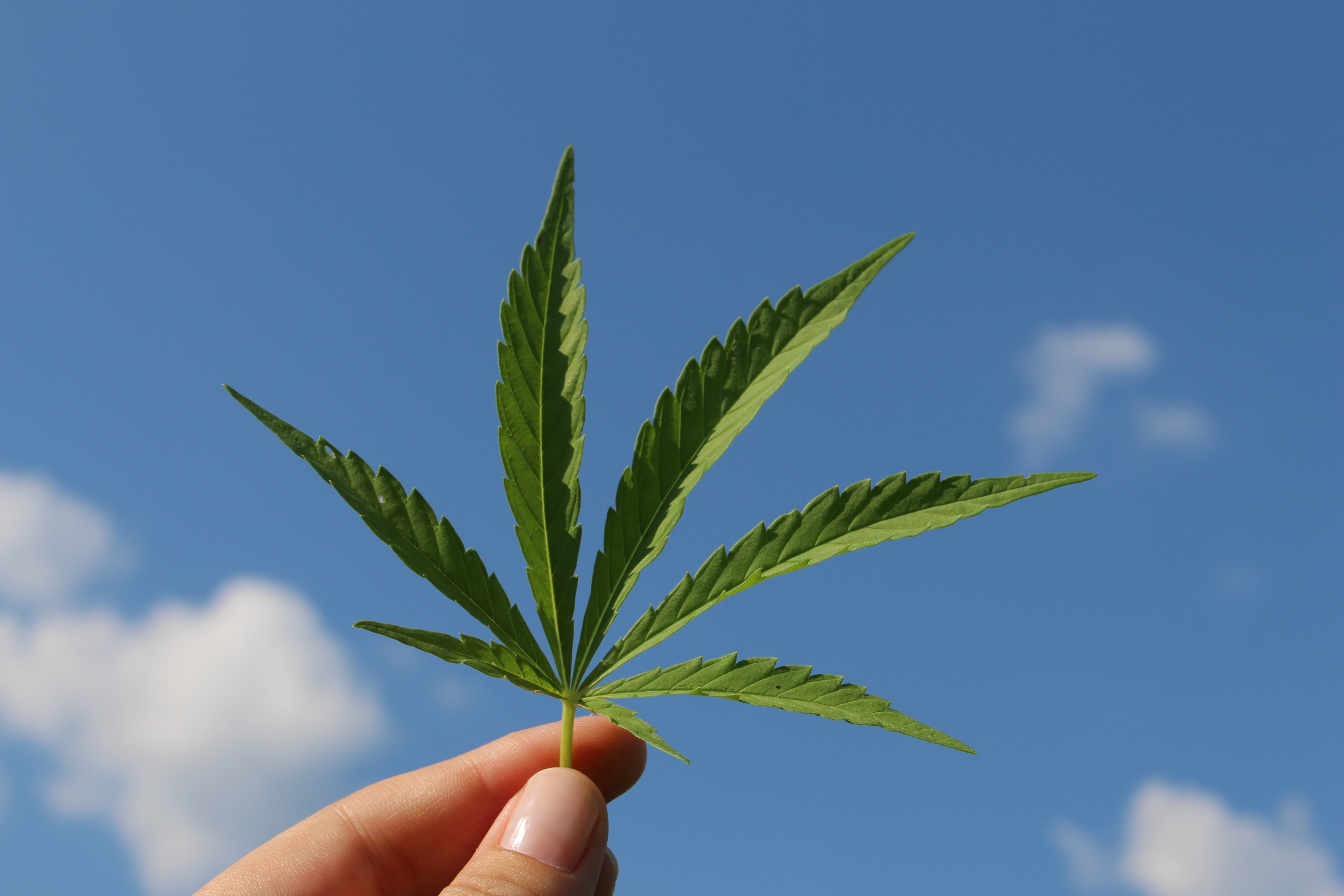 Americans Favor Full Marijuana Legalization Over Reform