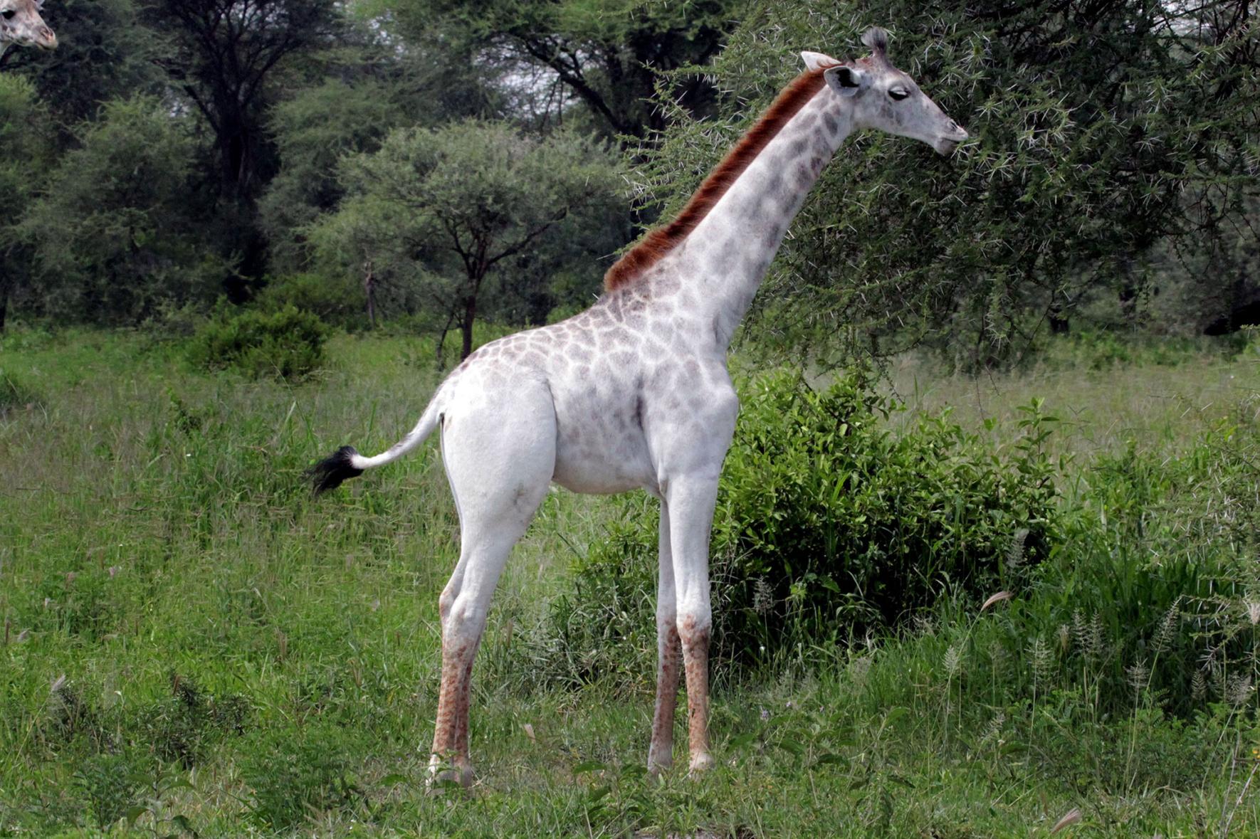 Rare White Giraffe Photographed In Tanzania Plants And Animals