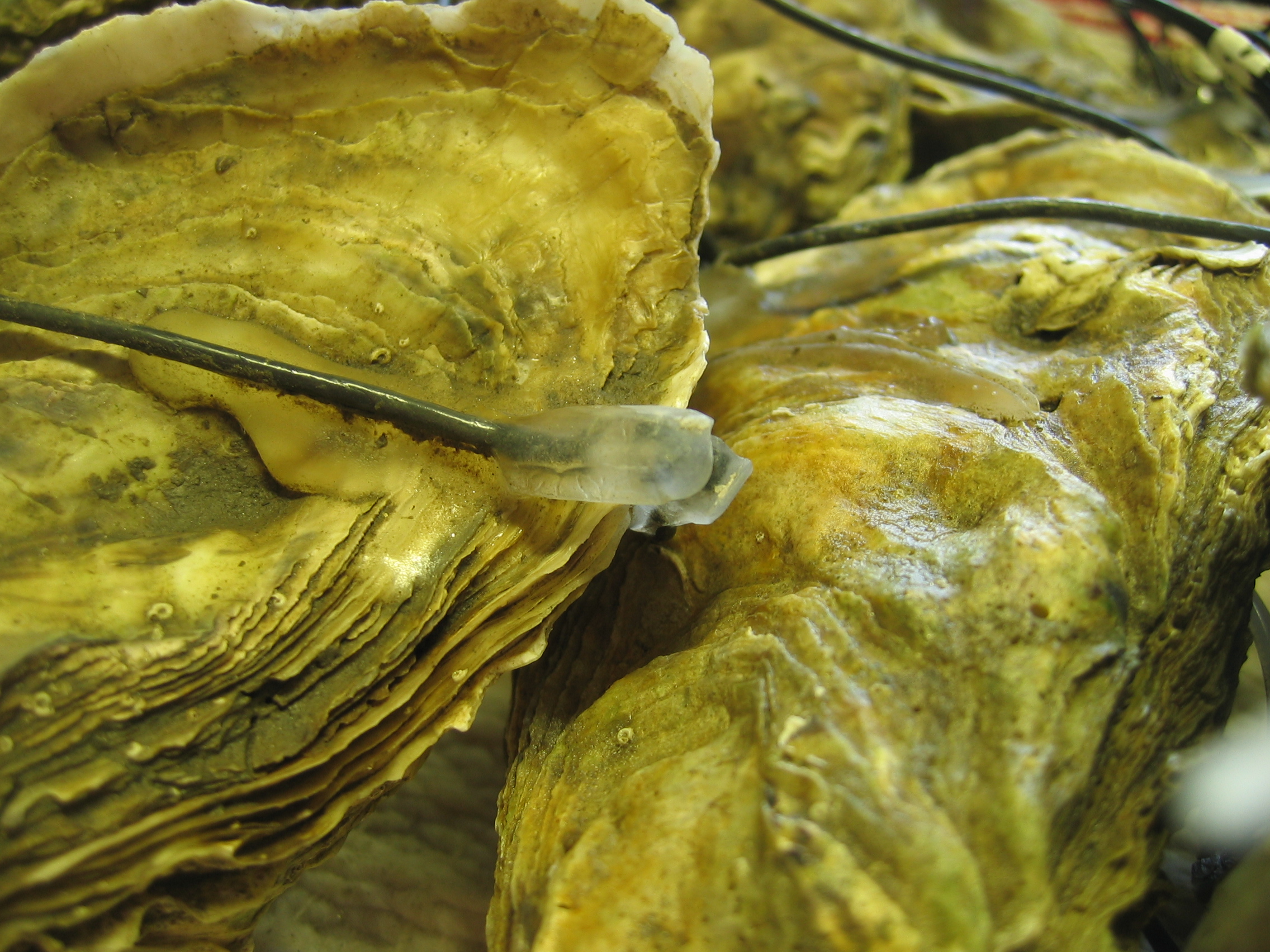 Oysters 'Clam Up' at the Presence of LowFrequency Sounds Plants And