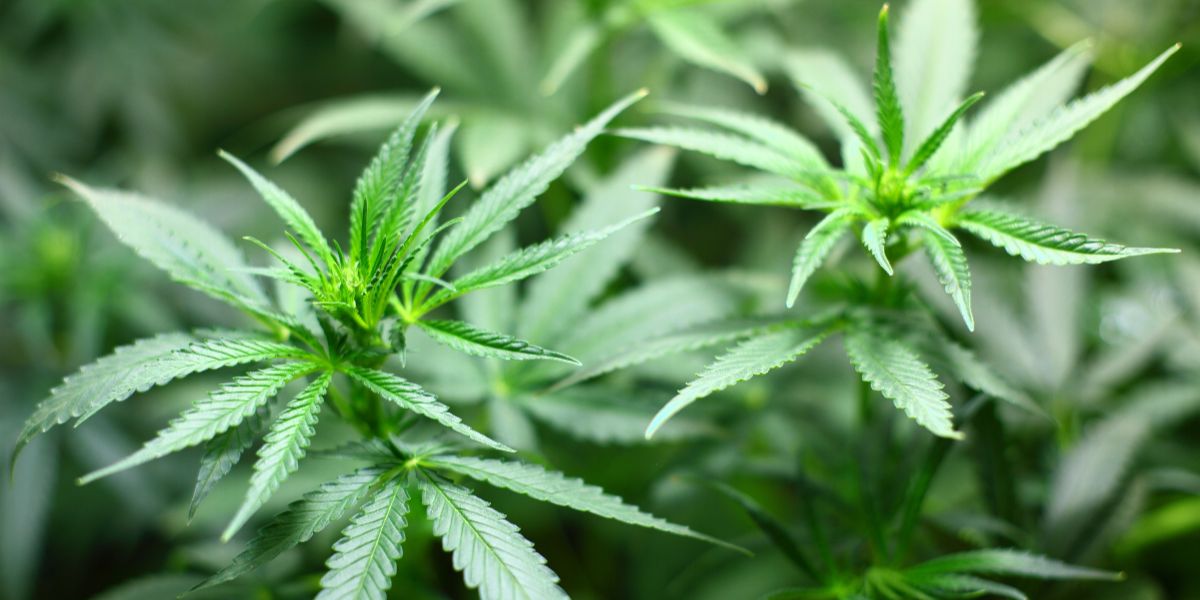 Heavy Cannabis Use Linked to Thinning Prefrontal Cortex