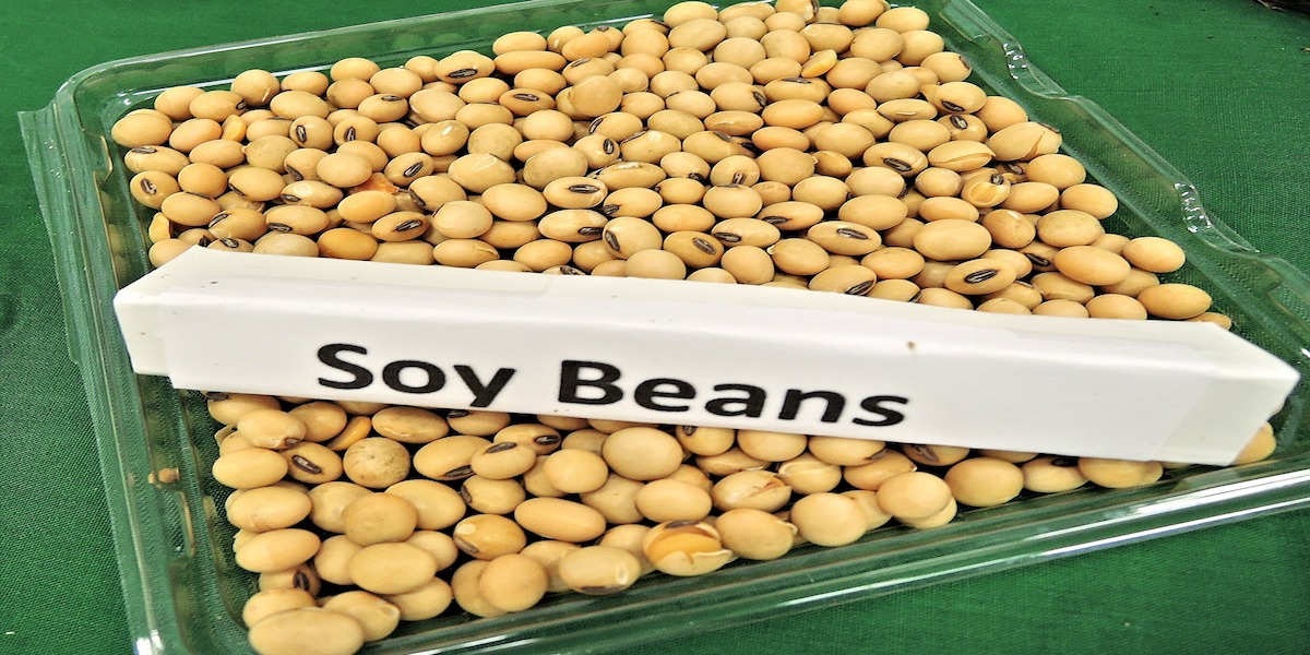 Soybean oil Causes Changes in Mouse Brain Neuroscience