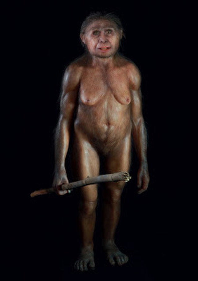 The Hobbit's feeding biomechanics were similar to humans - Vimarsana News