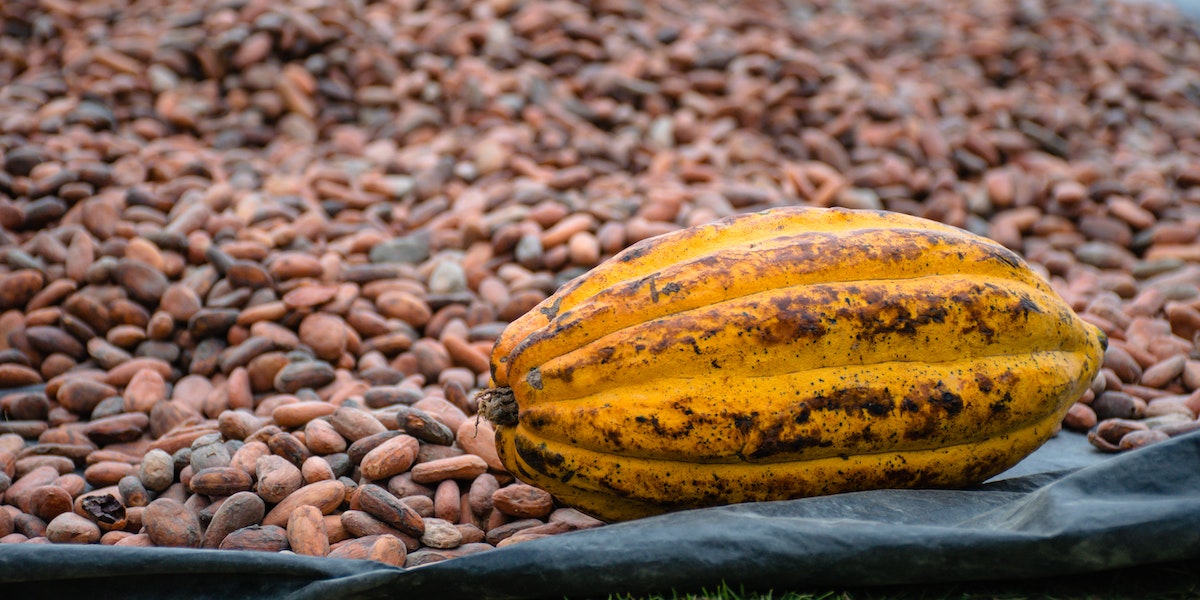 Cadmium in Cocoa Beans Plants And Animals