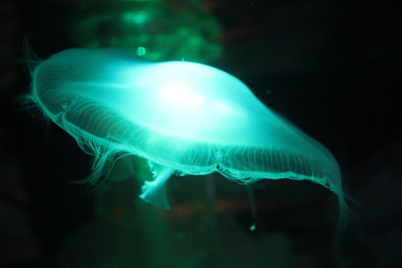 Were Jellies the First Animals to Exist? Plants And Animals