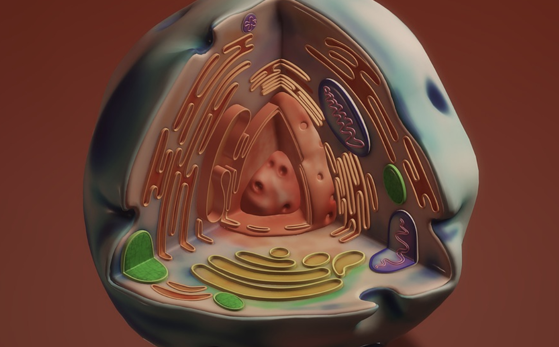 A Cellular Adaptation to Aging is Revealed | Cell And Molecular Biology