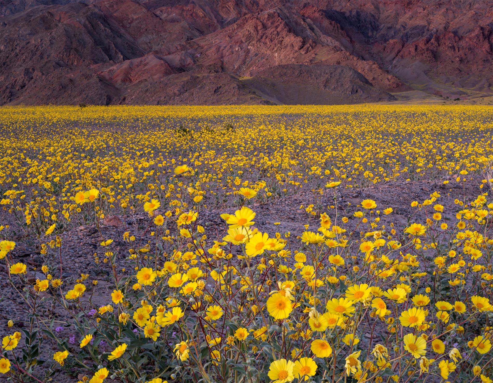 Death Valley National Park Currently Covered in Wildflowers | Plants ...