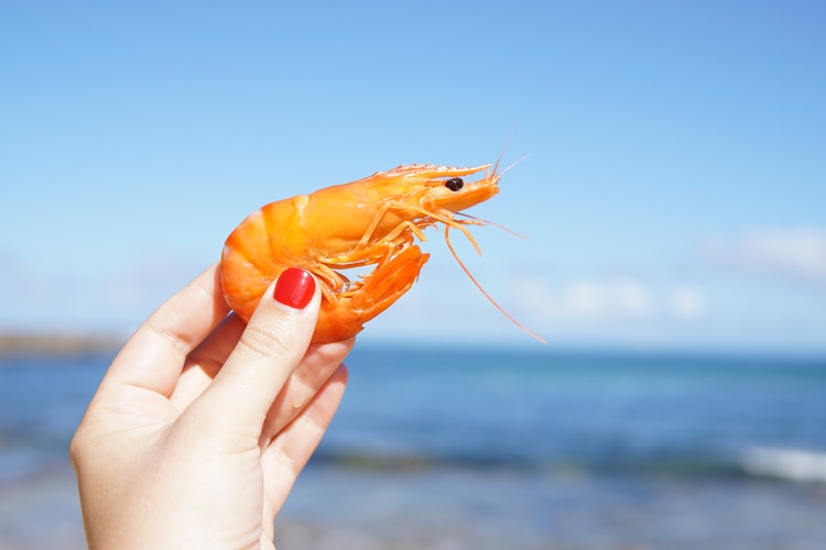 Shrimp claw inspires new method of underwater plasma generation