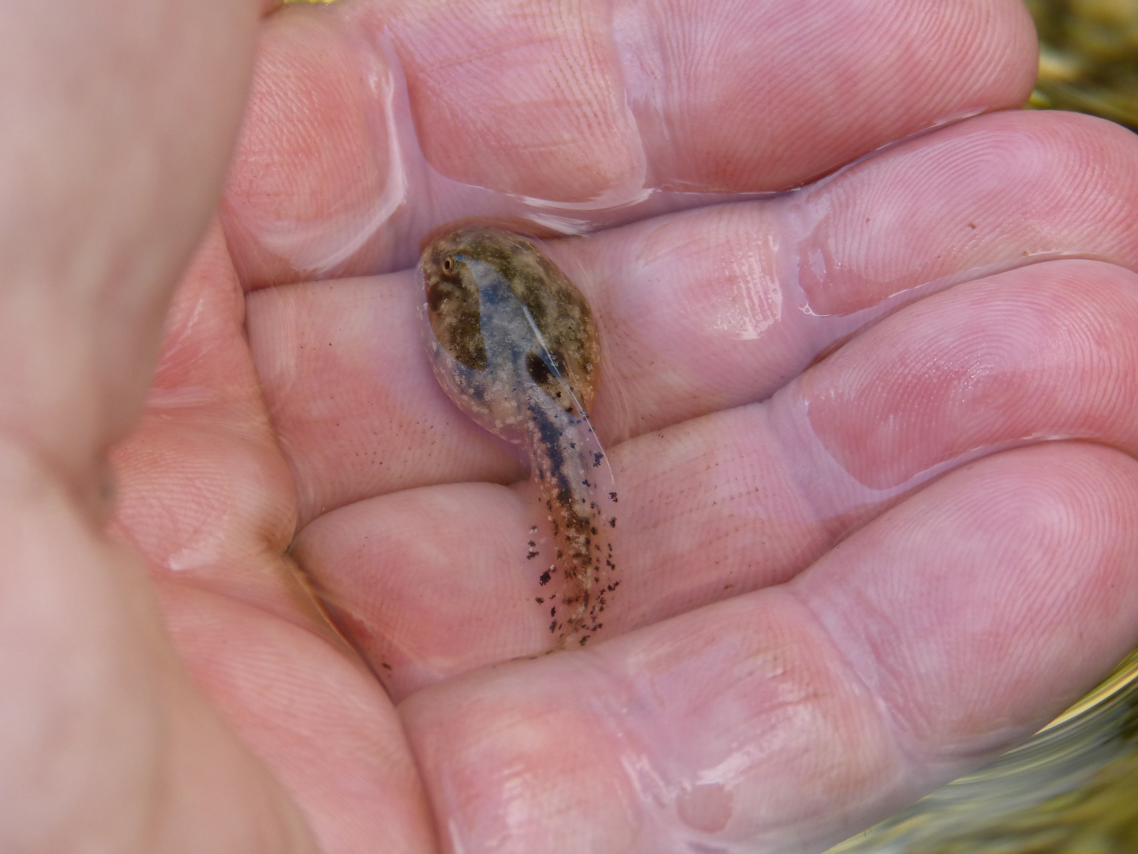 Amphibians Switch Diet to Fight Heat, but Limits Exist