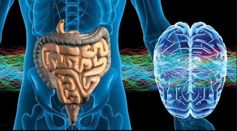 Second Brain Flow New Details About how our 'Second Brain' is Formed | Cell And Molecular ...