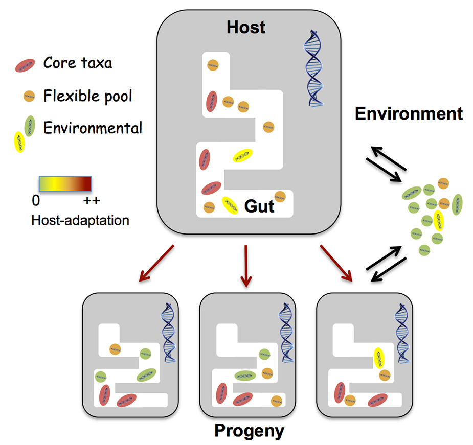 Can the Microbiome Influence Evolution? | Microbiology