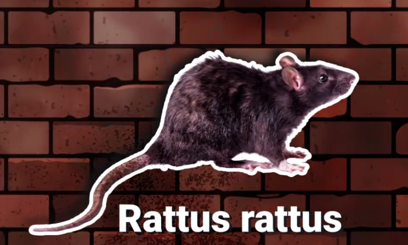 Here's Why Rats Are So Difficult to Get Rid of Plants And Animals