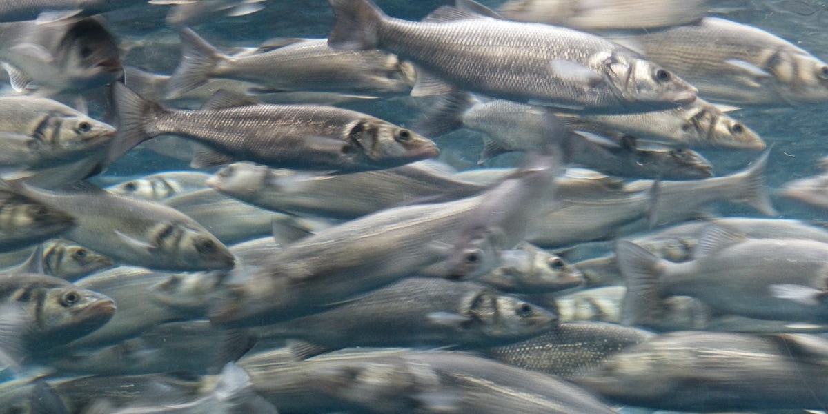 Different Predators Work Together to Corral a Swarm of Sardines