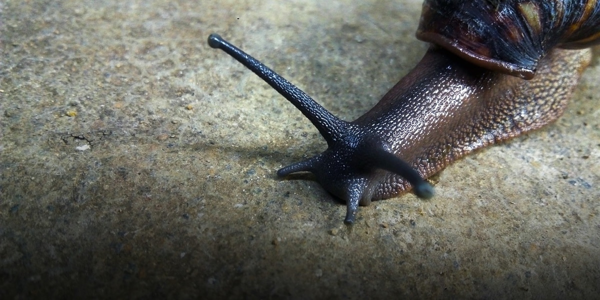 The Merciless Rare Giant Snail Devours Earthworms Plants And Animals