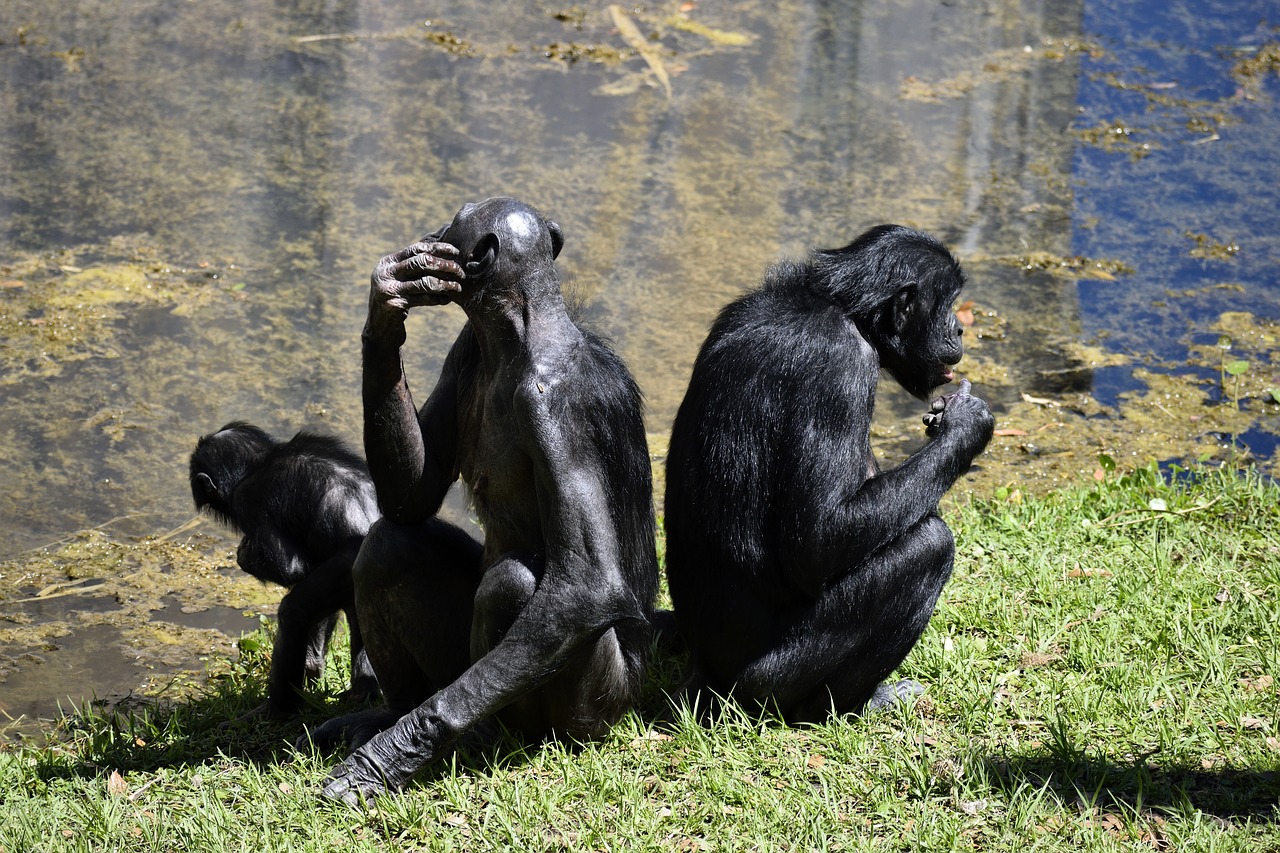 gorilla vs chimpanzee