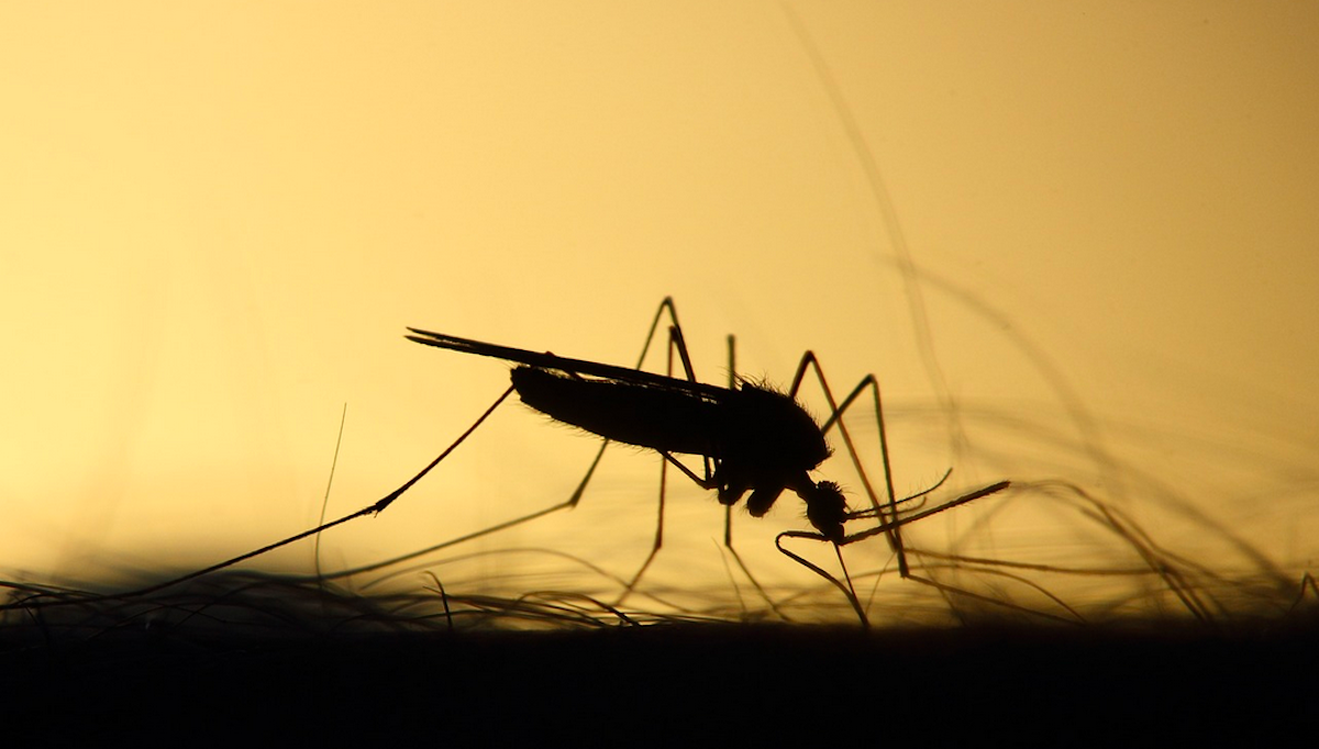 Dengue Virus Makes Mosquitoes Bite More Frequently - Vimarsana News