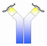 Bayer-arGen-X Collaboration Aims at Addressing C | Health And Medicine