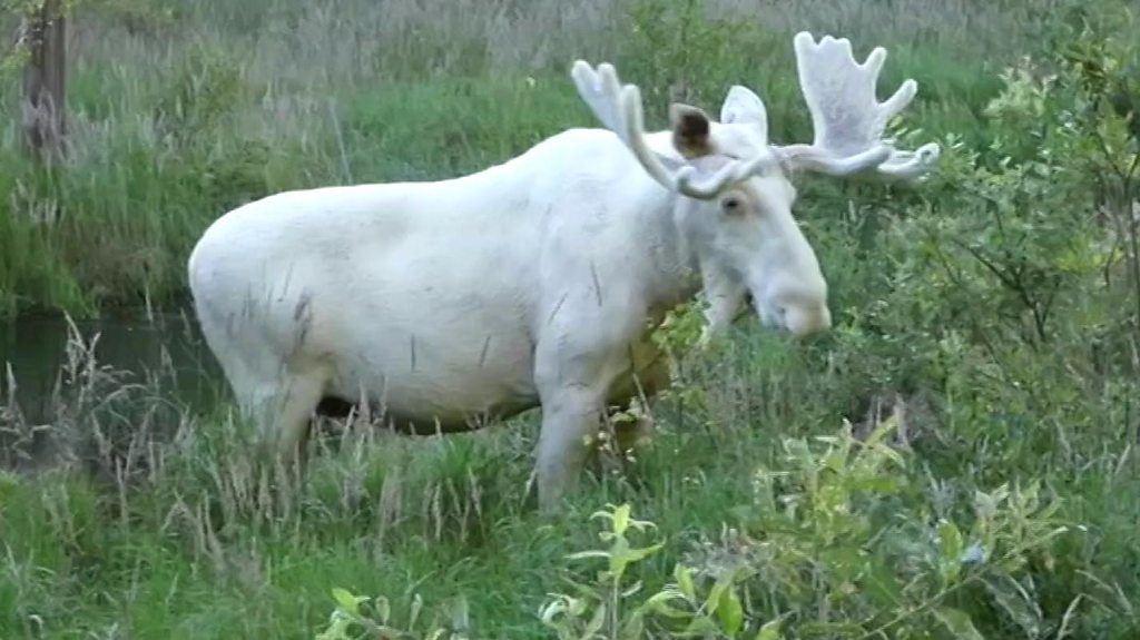rare all white moose
