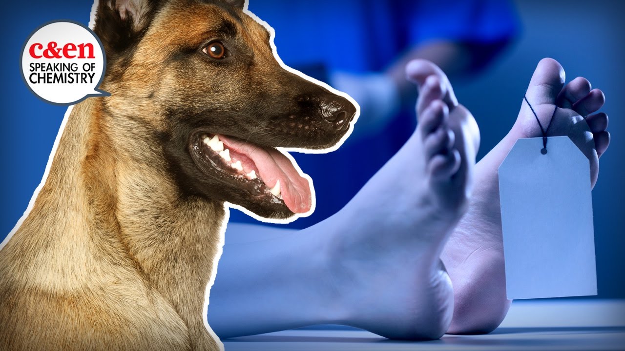 The Chemistry Behind the Smell of Dead Bodies Videos