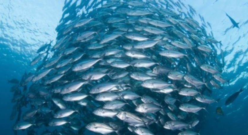 Use of Probiotics in Aquaculture Reduces Antibiotic-Associated ...