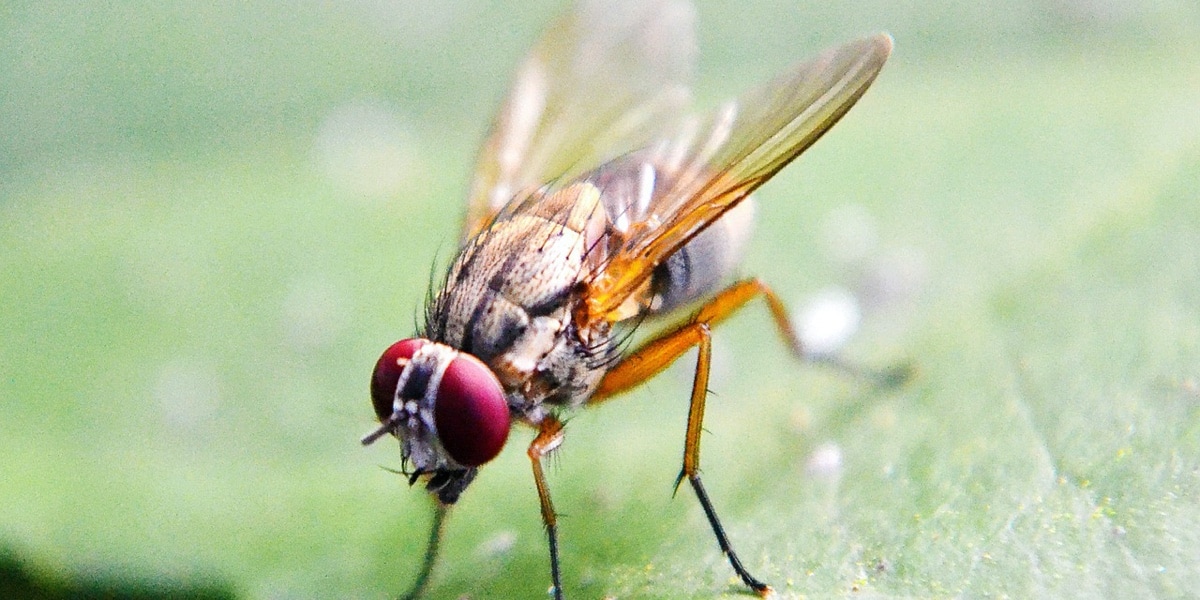 Fruit Flies Avoid the Scent of Predators Plants And Animals