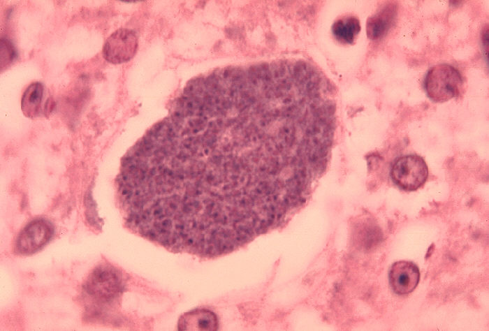 This Genetic Advance Could Finally Beat Malaria Goats And Soda - 565ydeq
