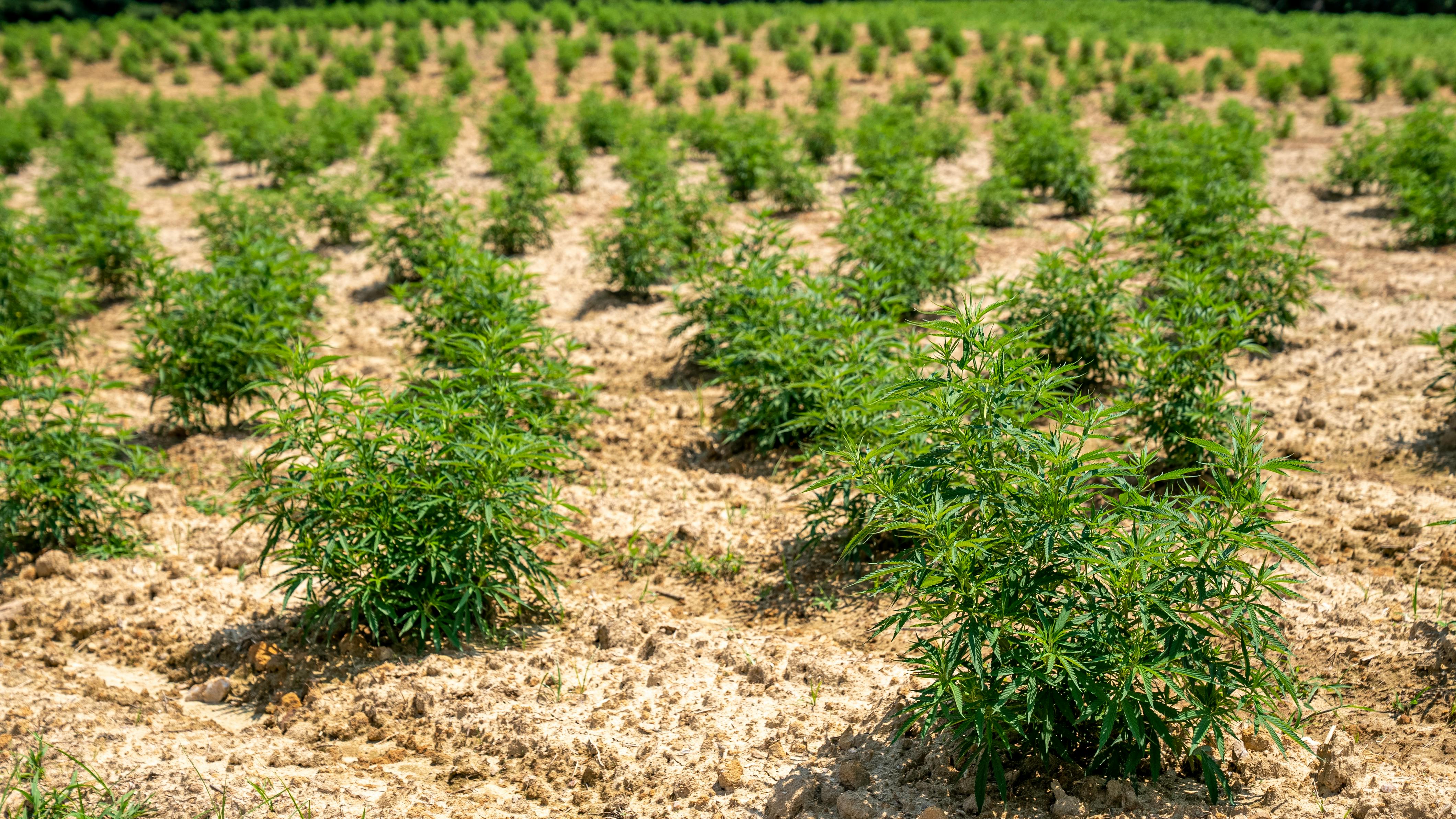 Study Suggests that Hemp Biochar Can Counter PFAS Found in Soil​