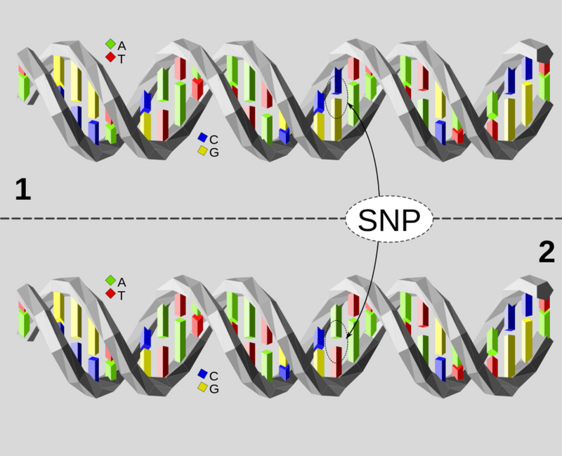 Genetic polymorphism. Snp (single nucleotide polymorphism). однонуклеотидный полиморфизм. snp генетика. однонуклеотидные полиморфизмы (single nucleotide polymorphism, snp).