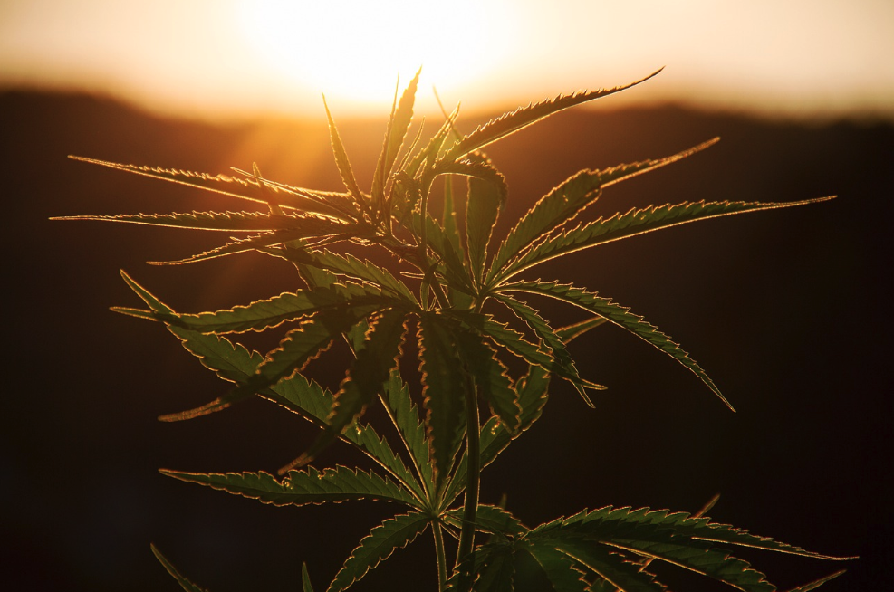 Balancing the Benefits and Side Effects of the Cannabis 'High' for Effective Symptom Relief - Vimarsana News
