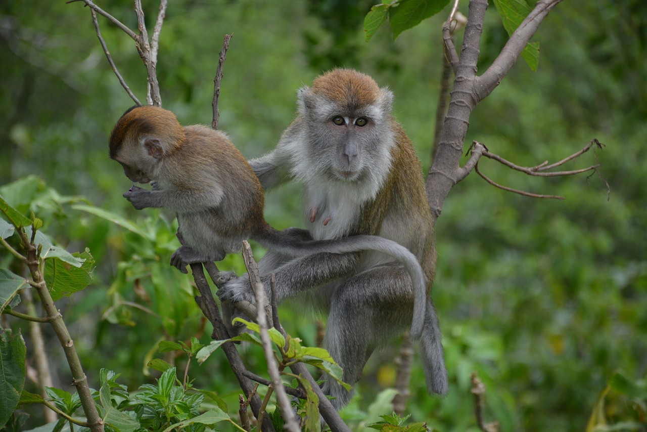 Thailand-Based Macaques Adapt Their Stone Tool Usage for Something New