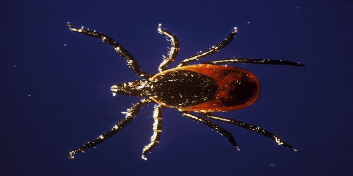 Increasing Incidence of TickBorne Illnesses in Pennsylvania Health