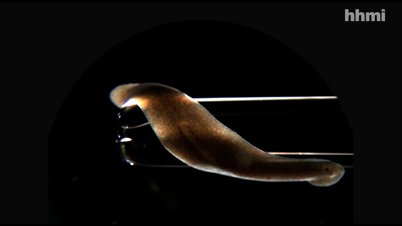 Searching for the Secret of Planarians' Regenerative Abilities Cell And Molecular Biology
