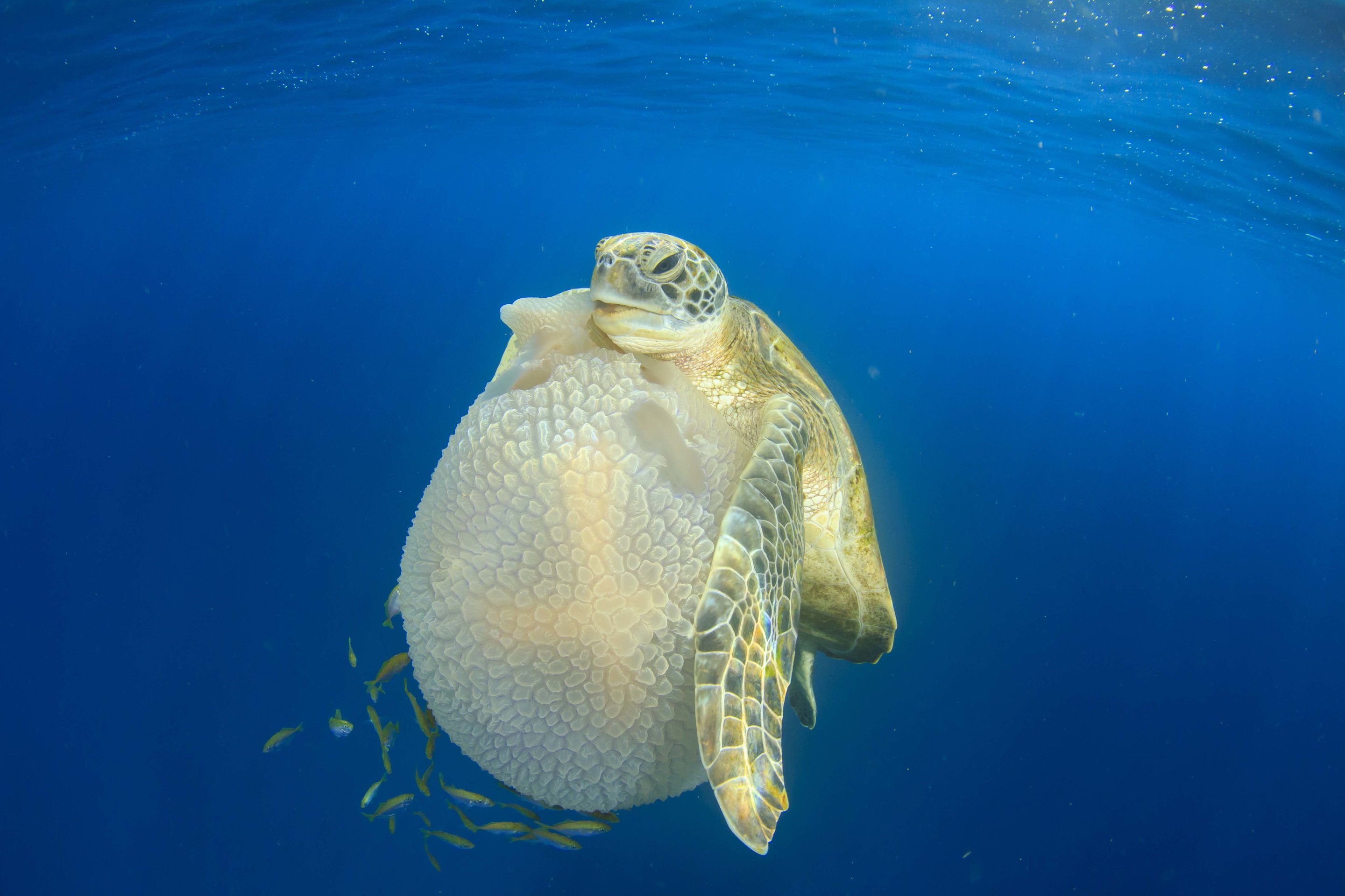 sea-turtles-use-their-flippers-to-handle-food-too-plants-and-animals