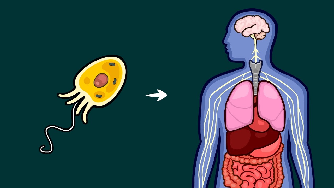Transanction Evolution What Causes Major Evolutionary Transitions? | Videos