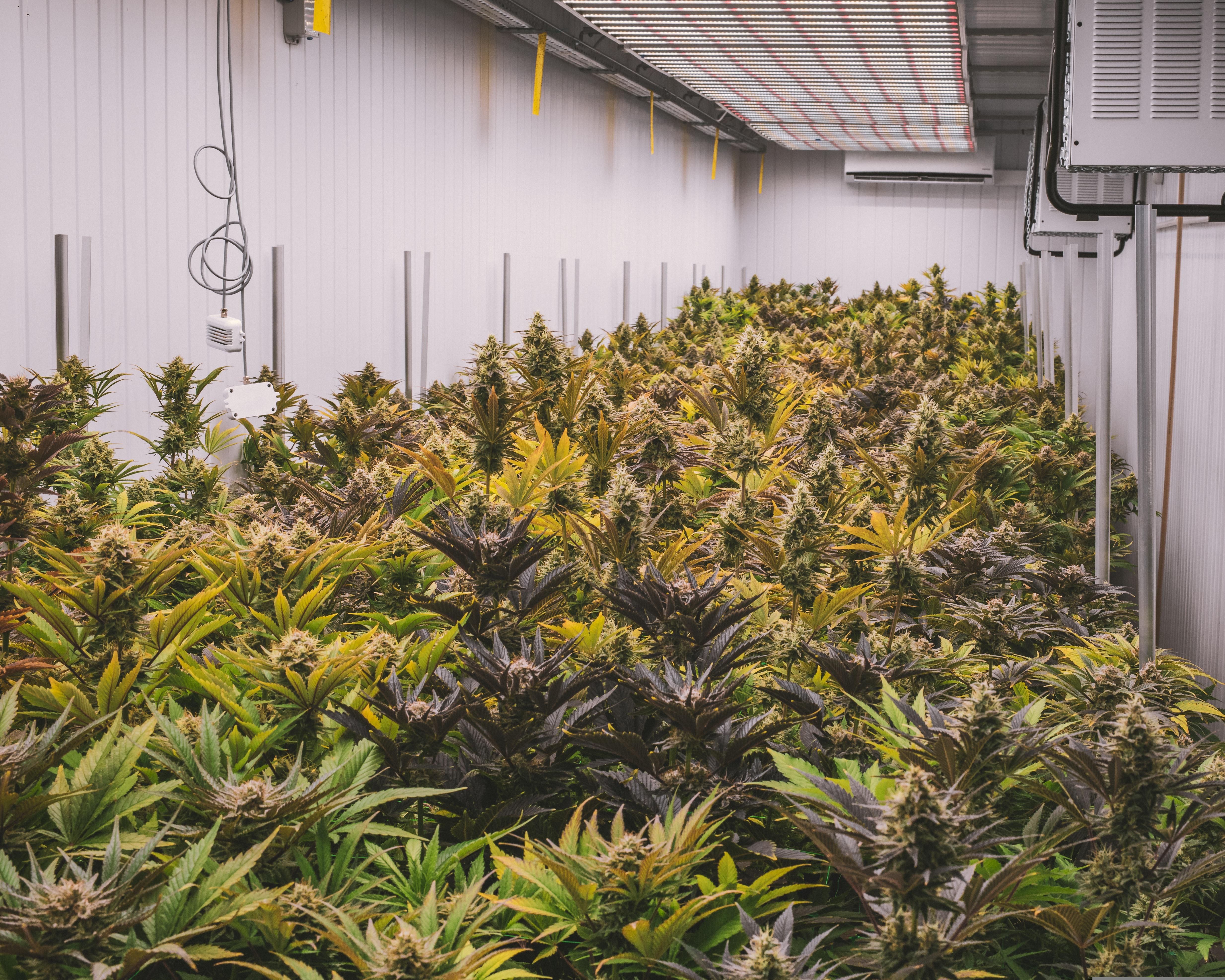 Young Adults Face Major Cannabis Risk Knowledge Gaps