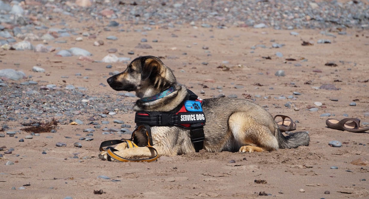 Dogs' Paws Are Cleaner Than Their Owners' Shoes - Vimarsana News