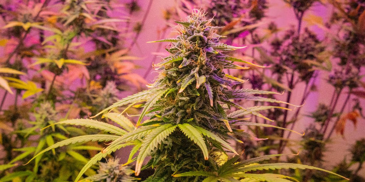 Microdosing Cannabis More Popular than Psychedelics
