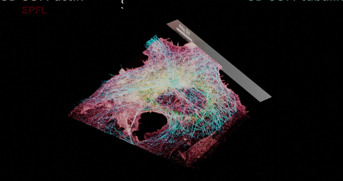 New Cell Imaging Method Sees Inside & Outside of Cell Simultaneously ...